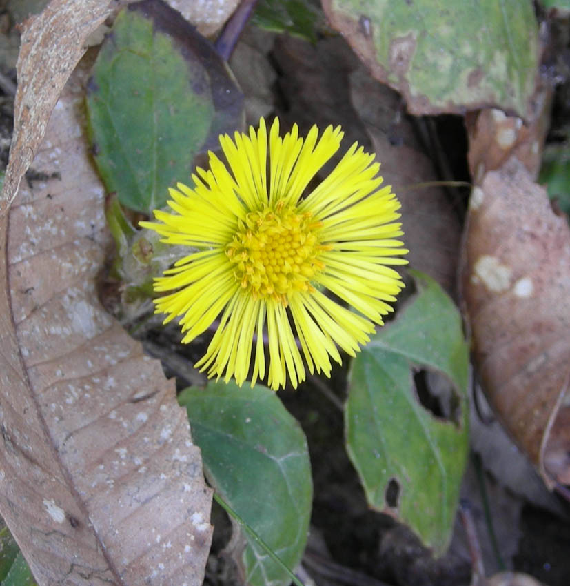 Tussilago farfara / Tossilaggine comune
